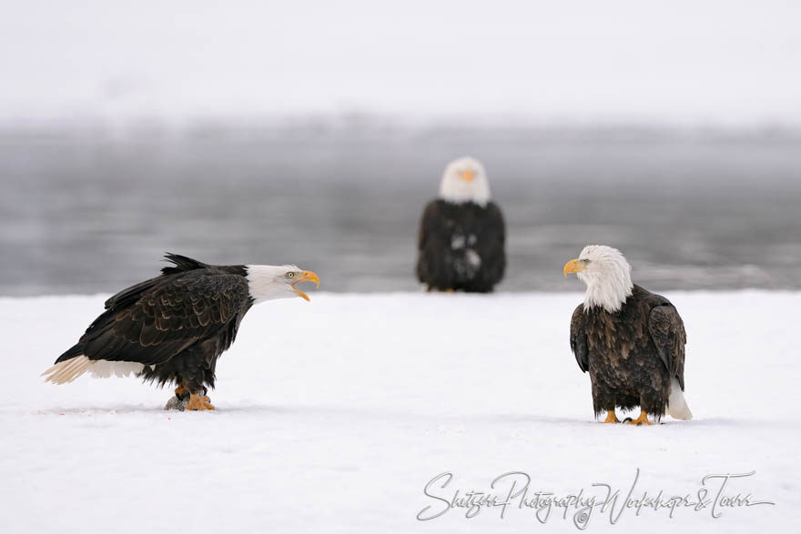 Eagle stand off