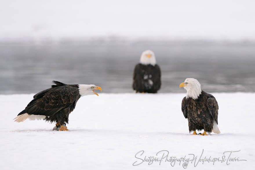 Eagle stand off 20151126 124523