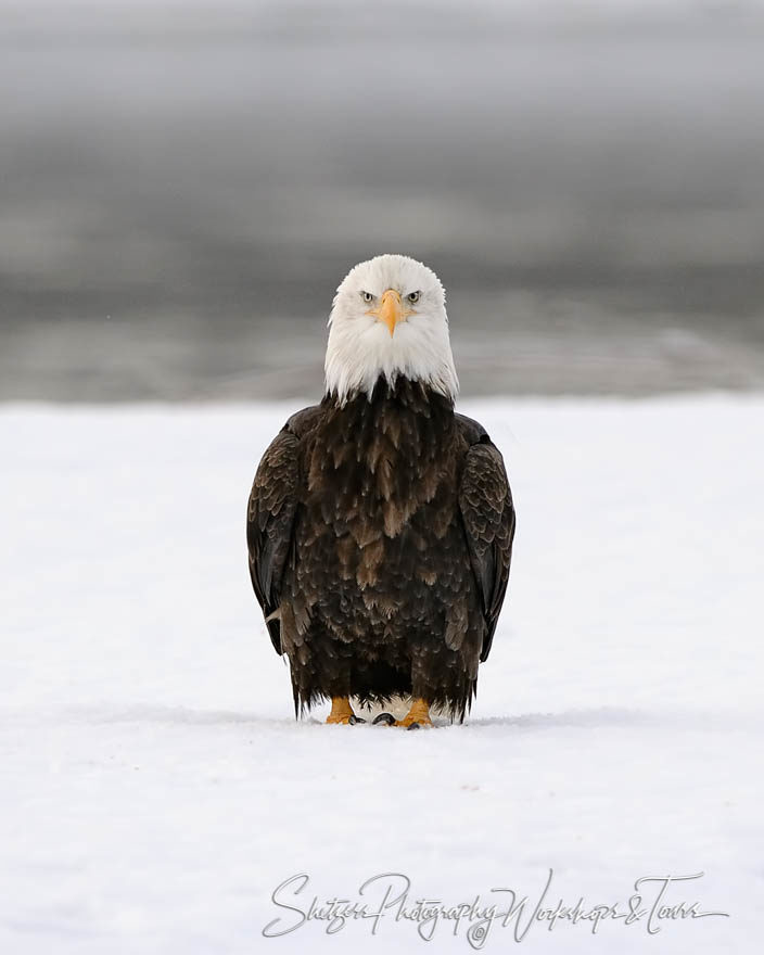 Eagle staring