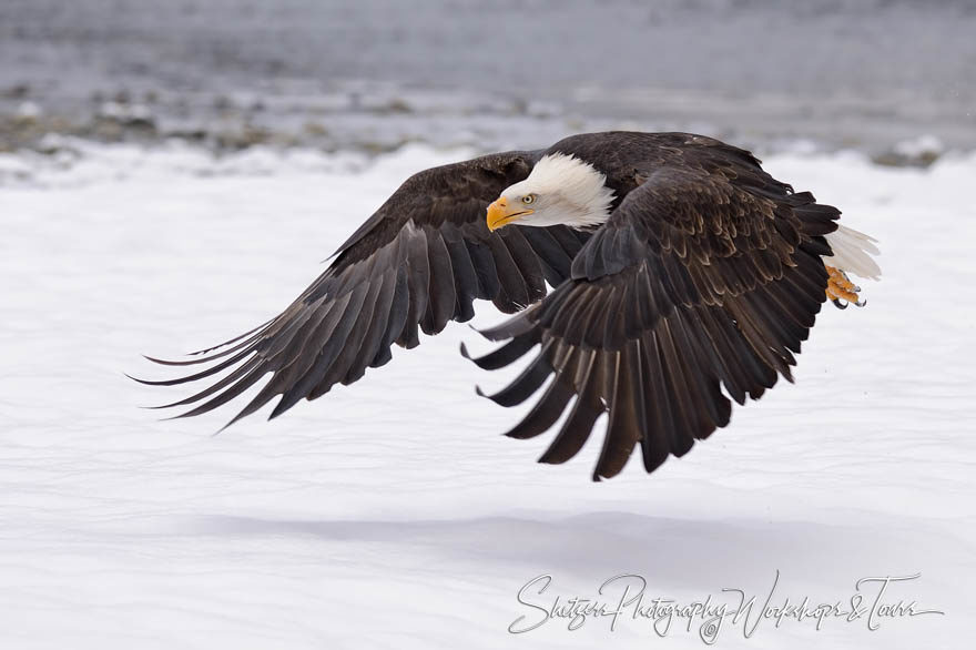 Eagle take-off