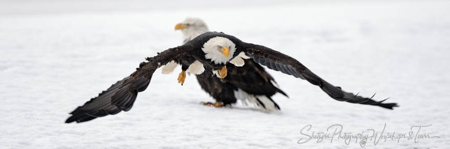 Eagle take off with another eagle in background