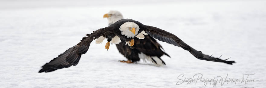 Eagle take off with another eagle in background 20151126 135419