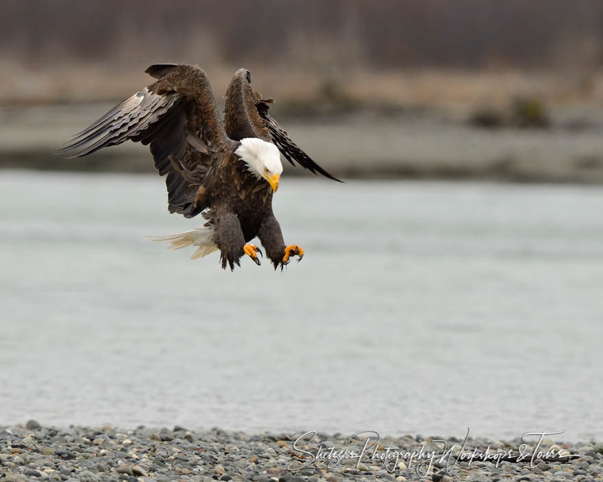 Eagle using its talons