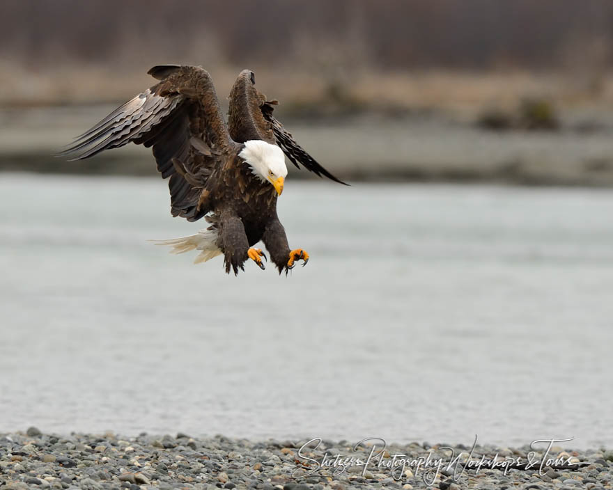 Eagle using its talons 20141103 101245