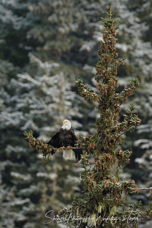 Eagle wings spread from perched bald eagle in conifer tree