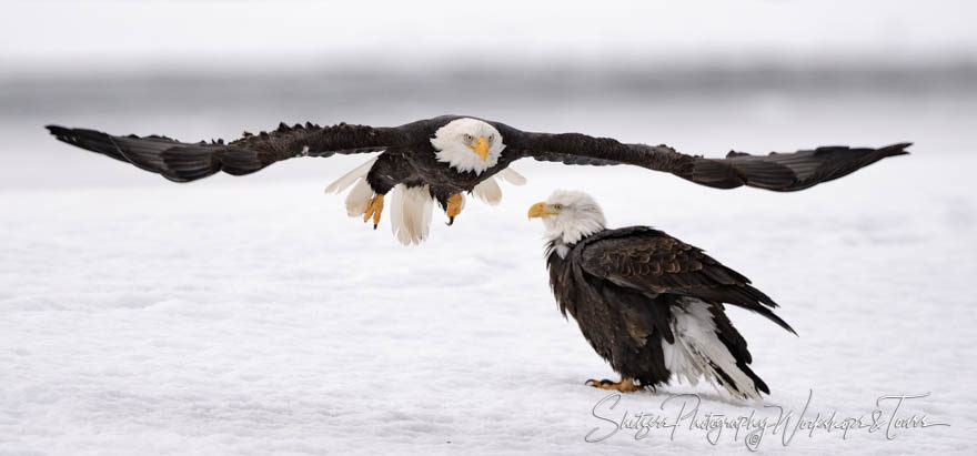 Eagle wings streched wide