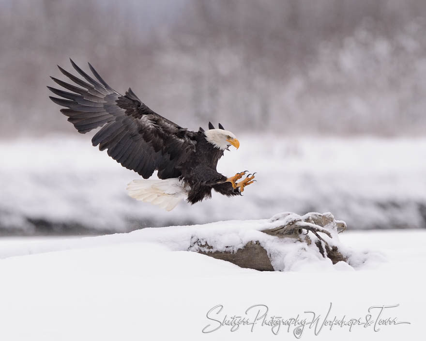 Eagle with perfect landing