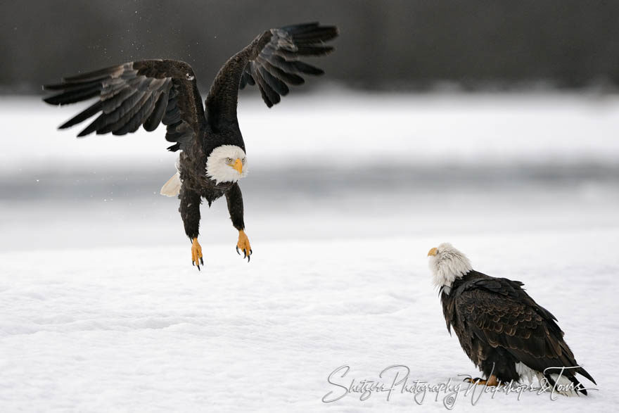 Eagle with unique wing position