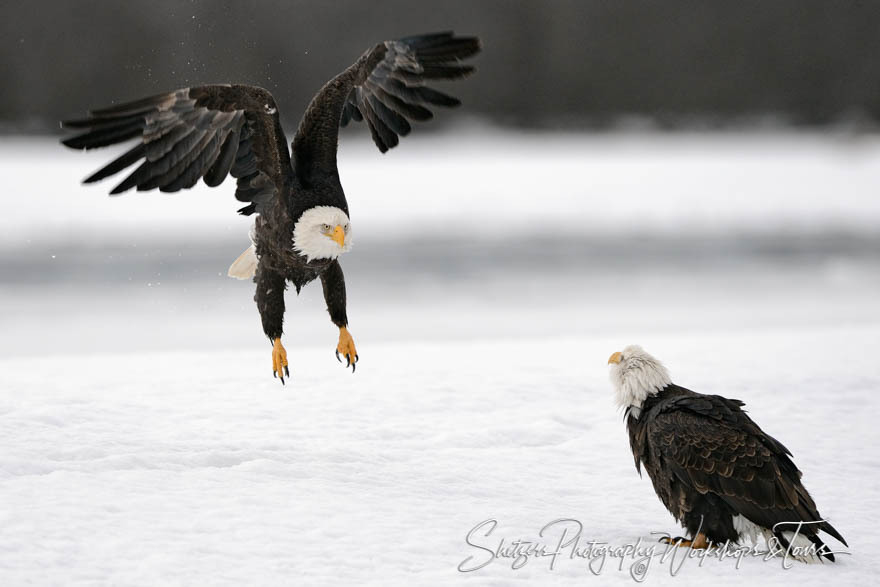 Eagle with unique wing position 20151126 135418