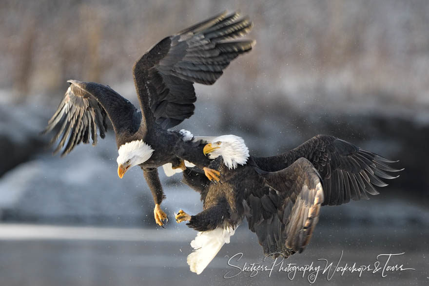 Eagles Fighting During Fall Congregation