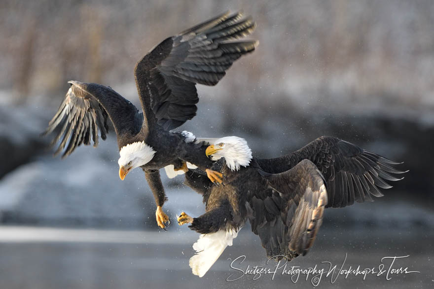 Eagles Fighting During Fall Congregation 20161123 140749