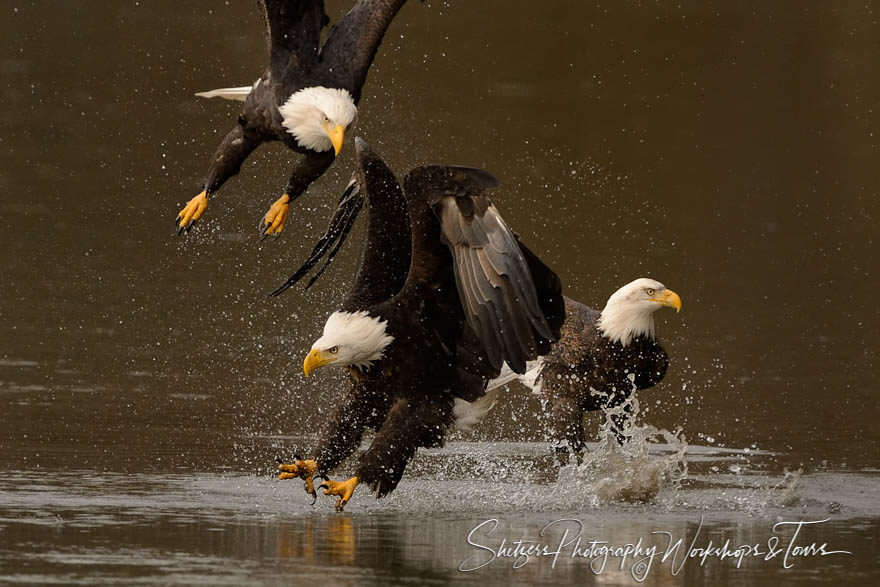 Eagles attack for fish