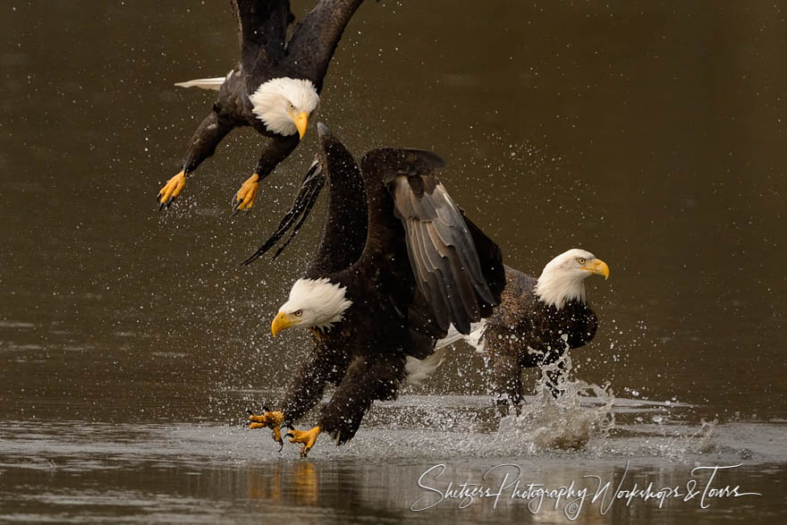 Eagles attack for fish 20151109 155137