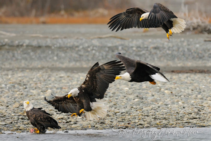 Eagles fight for salmon in Alaska