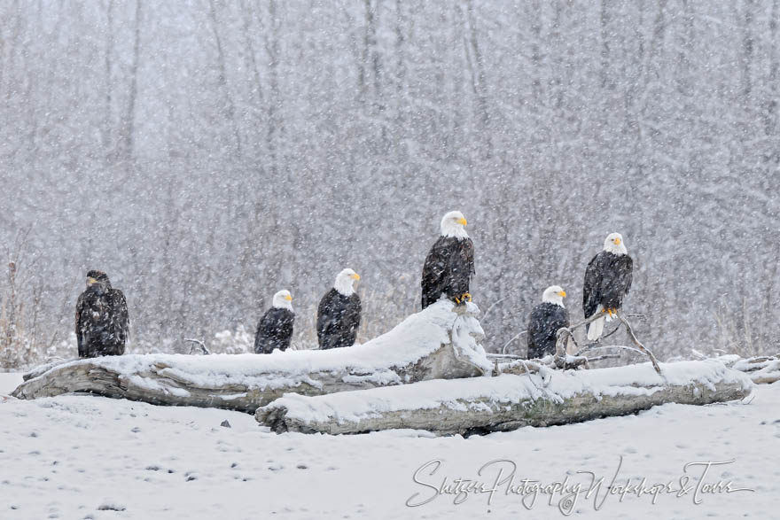 Eagles in the Snow