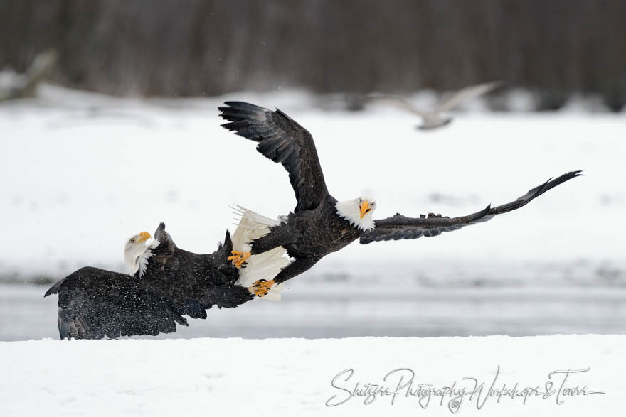 Eagles with locked talons