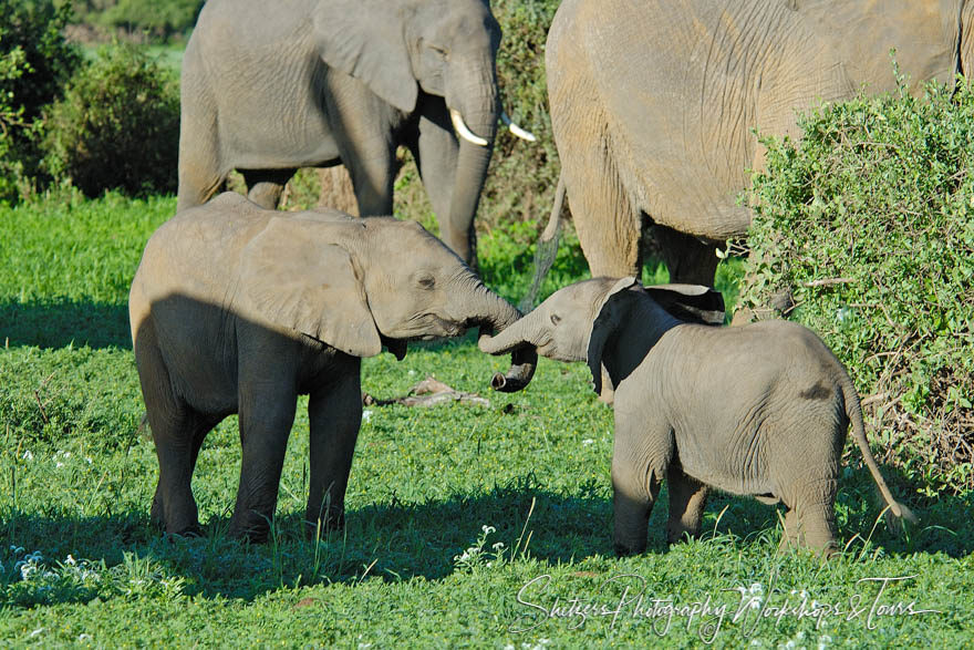 Elephant Tug-of-war