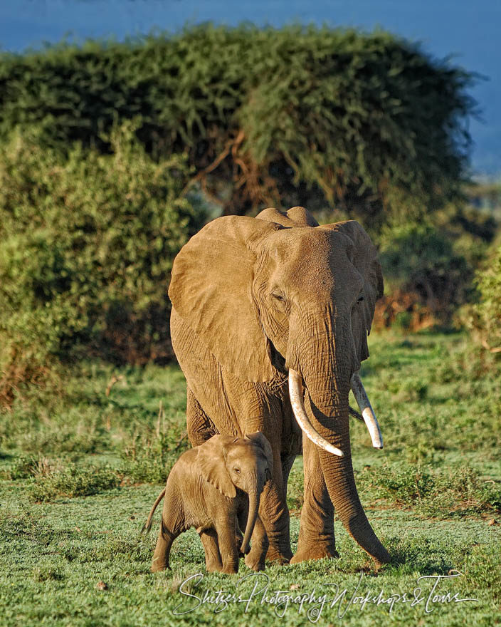 Elephants Walking Tusk and Trunk