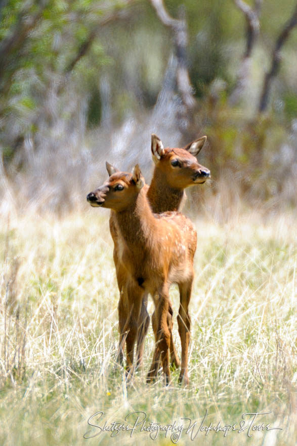 Elk Calves in Rocky Mountain National Park