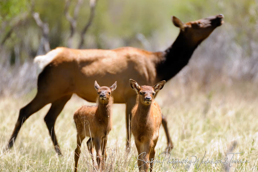 Elk and Calves playing in Rocky Mountain National Park