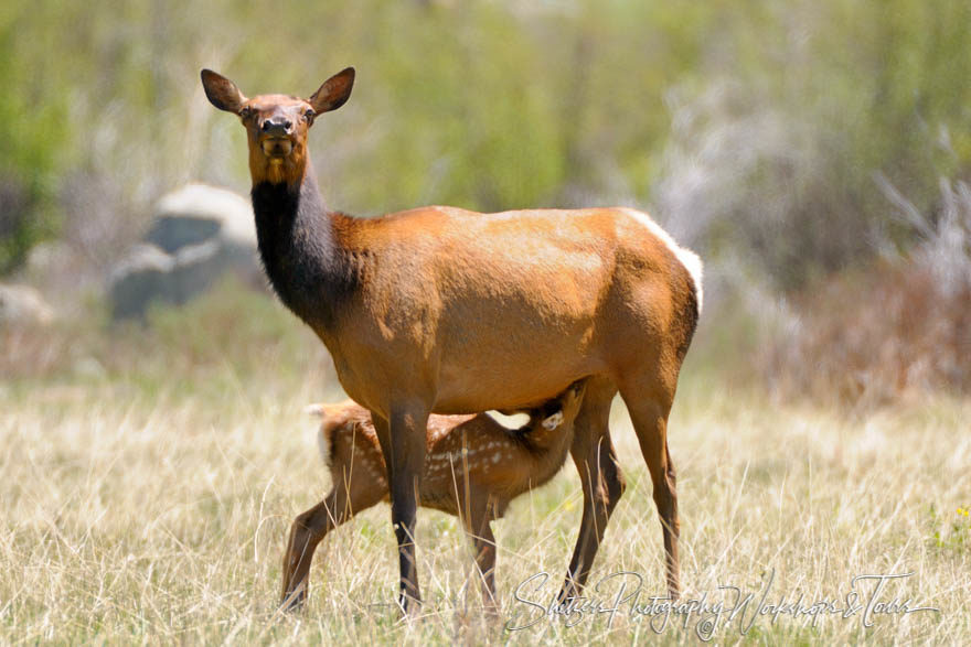 Elk nursing calf in Rocky Mountain National Park