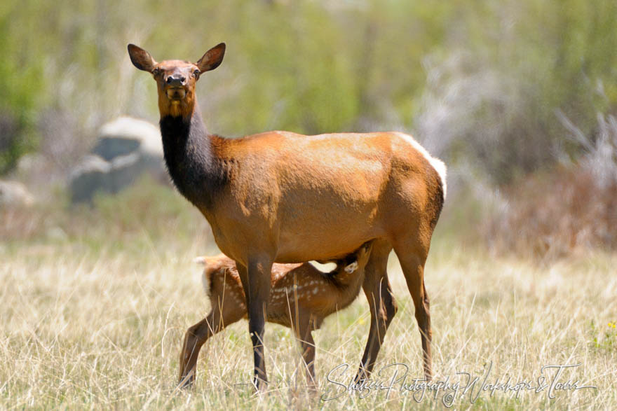 Elk nursing calf in Rocky Mountain National Park 20080607 092844