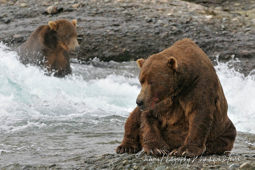 Enormous Grizzly Bears Fishing in Katmai Alaska