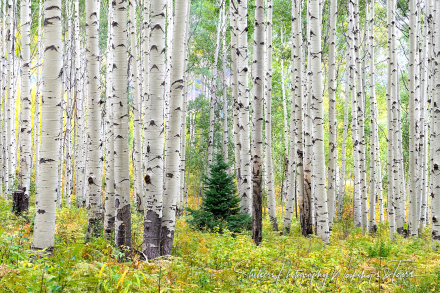 Evergreen amongst Aspen Grove