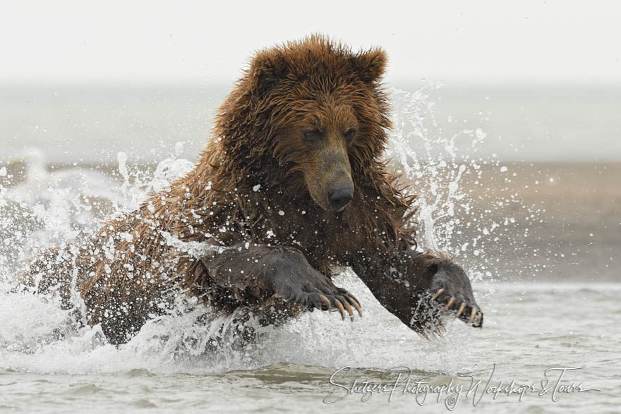 Exciting Brown Bear Fishing Picture