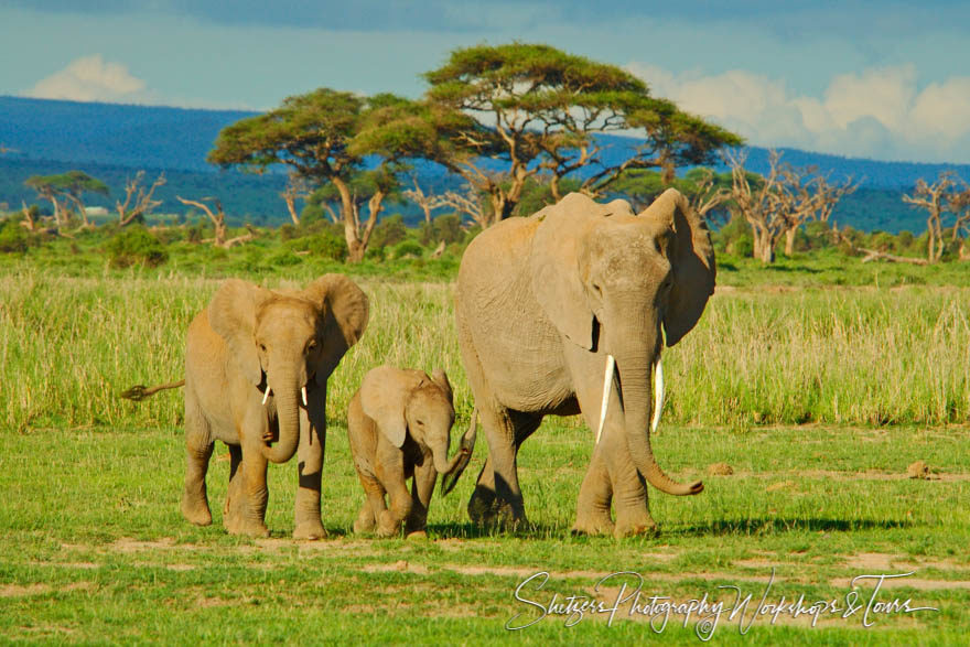 Family of Elephants