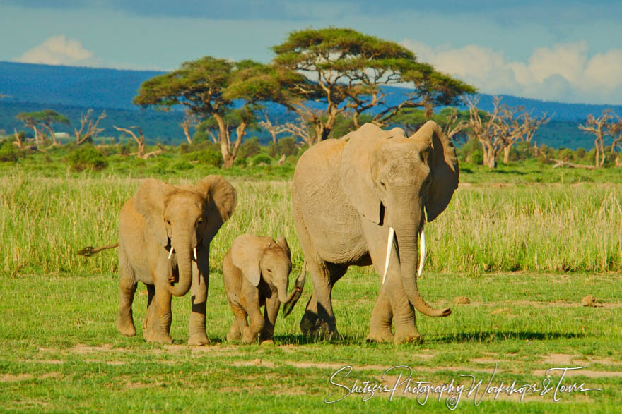 Family of Elephants 20060330 221150