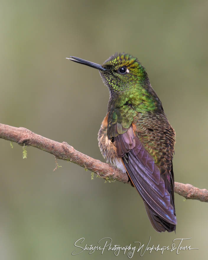 Fat Hummingbird