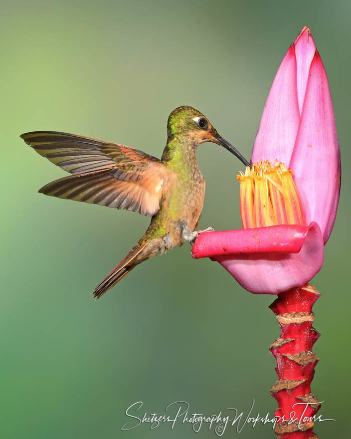 Fawn-breasted Brilliant Hummingbird