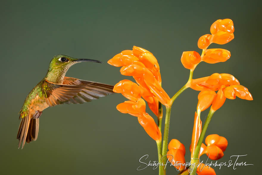 Fawn-breasted Brilliant Hummingbird