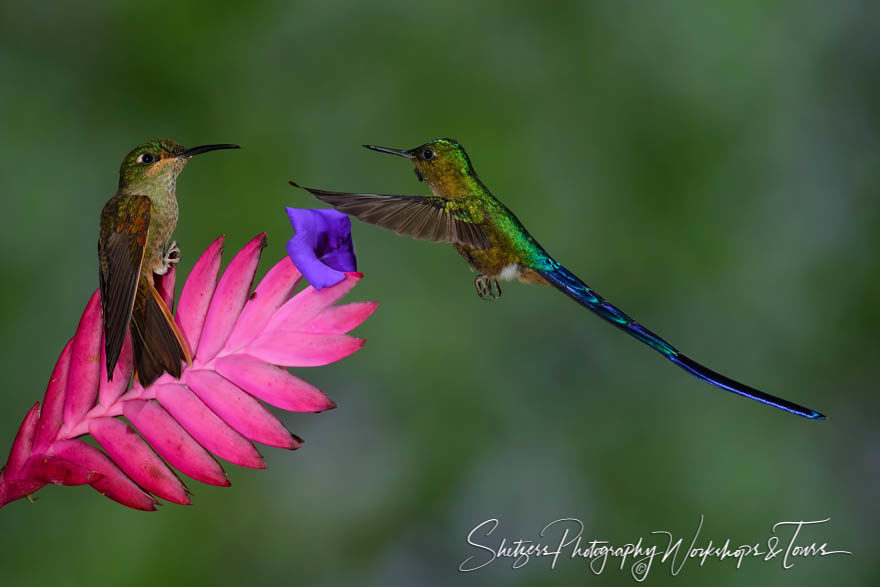 Fawn-breasted brilliant and a Violet-tailed sylph hummingbird