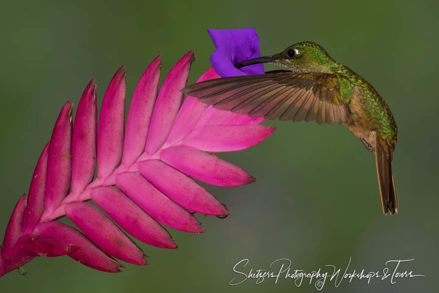 Fawn-breasted brilliant hummingbird