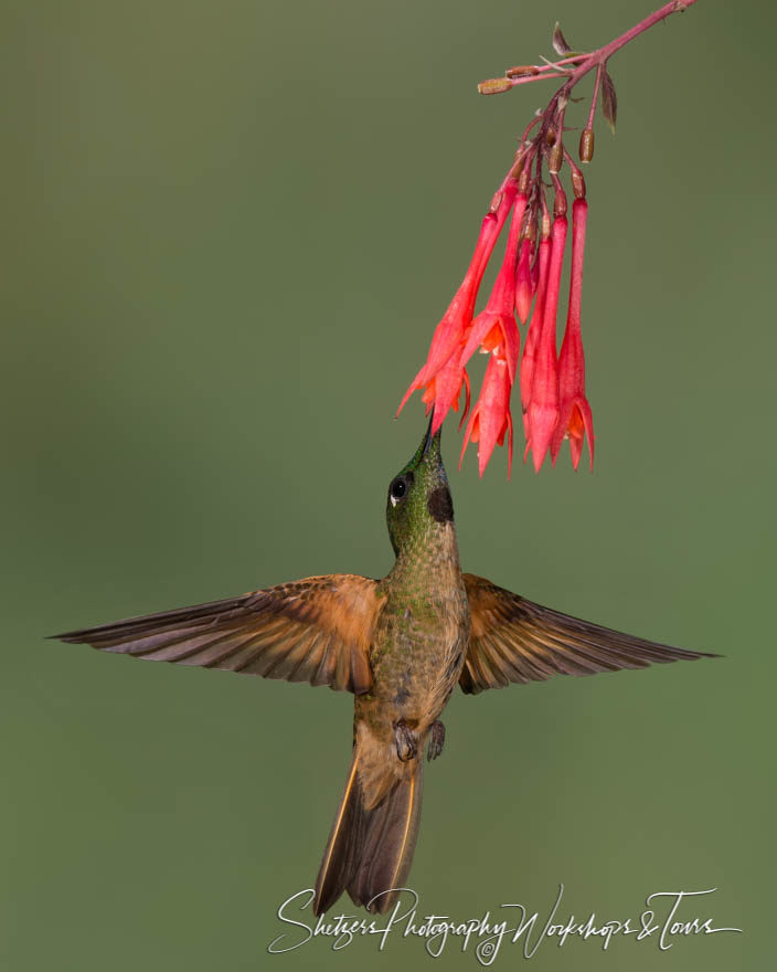 Fawn-breasted brilliant hummingbird in flight