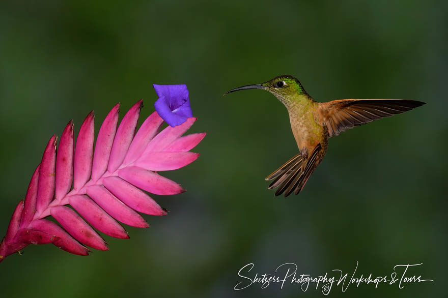 Fawn-breasted brilliant hummingbird in flight