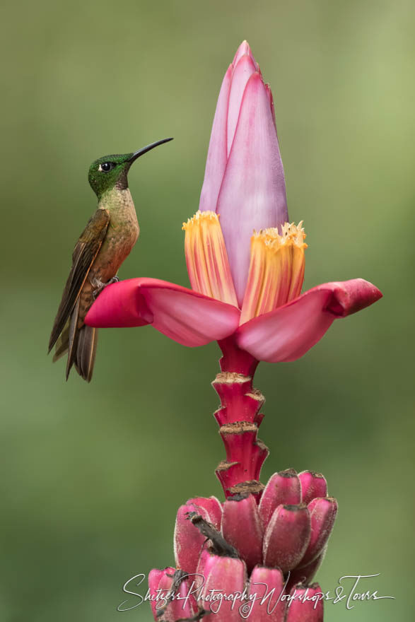 Fawn-breasted brilliant hummingbird on a banana flower