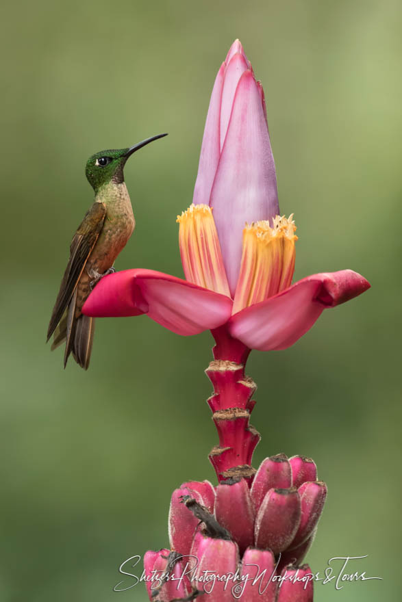 Fawn breasted brilliant hummingbird on a banana flower 20160523 143634