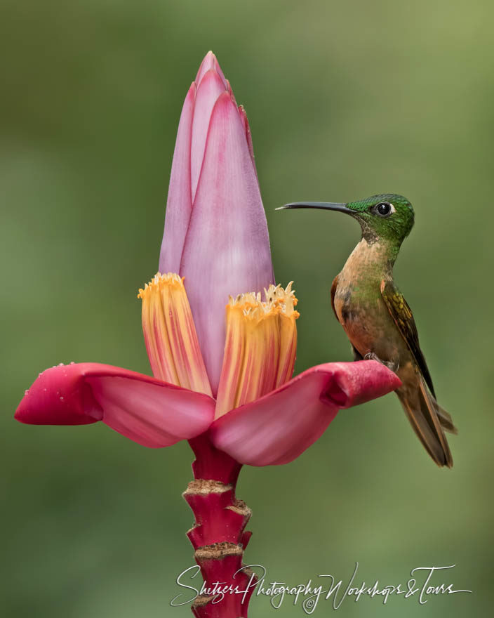 Fawn-breasted brilliant hummingbird perches on a banana flower