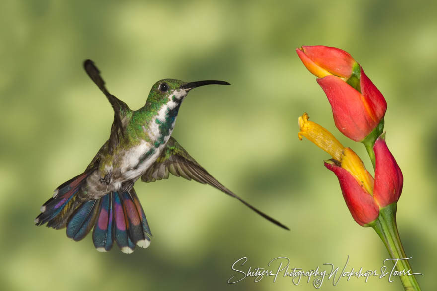 Female Green breasted Mango hummingbird
