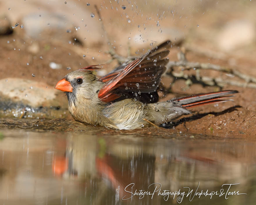 Female Northern cardinal taking a bath