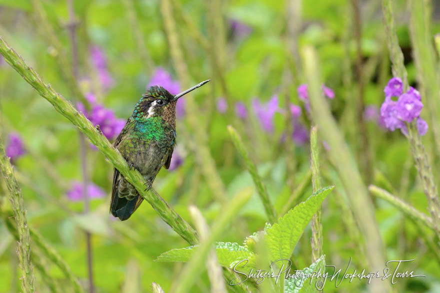 Female Purple-throated mountain-gem hummingbird