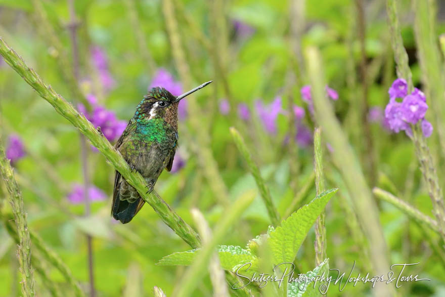 Female Purple throated mountain gem hummingbird 20150401 095436