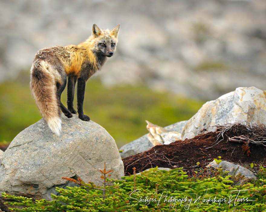 Female Red Fox overlooks her Den