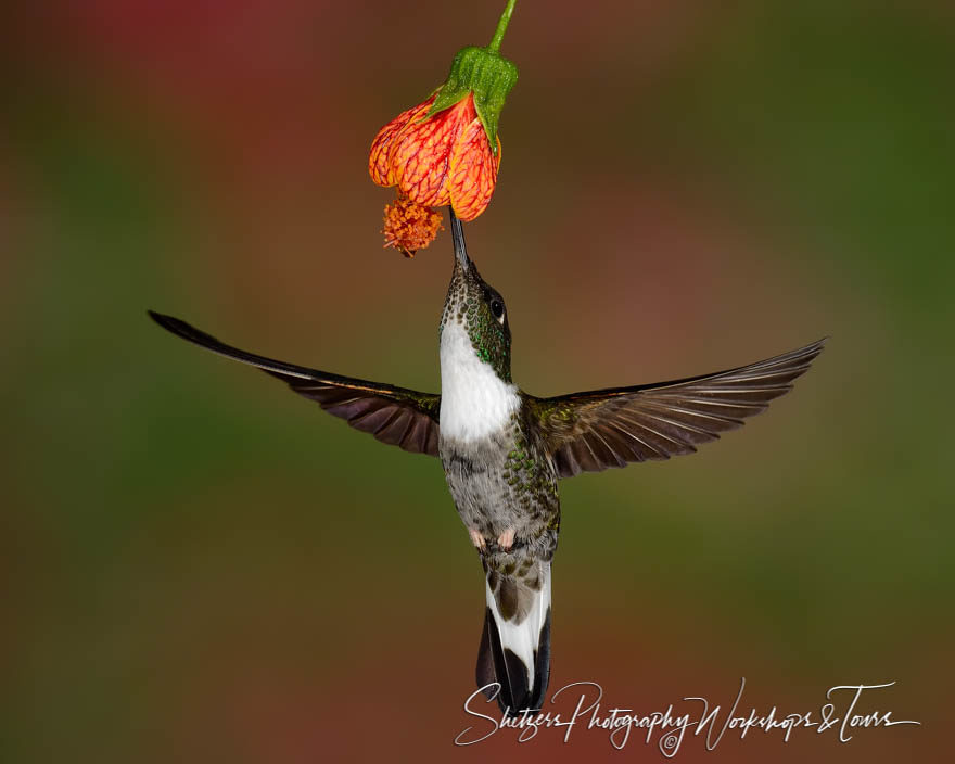 Female Tourmaline Sunangel hummingbird in flight feeding