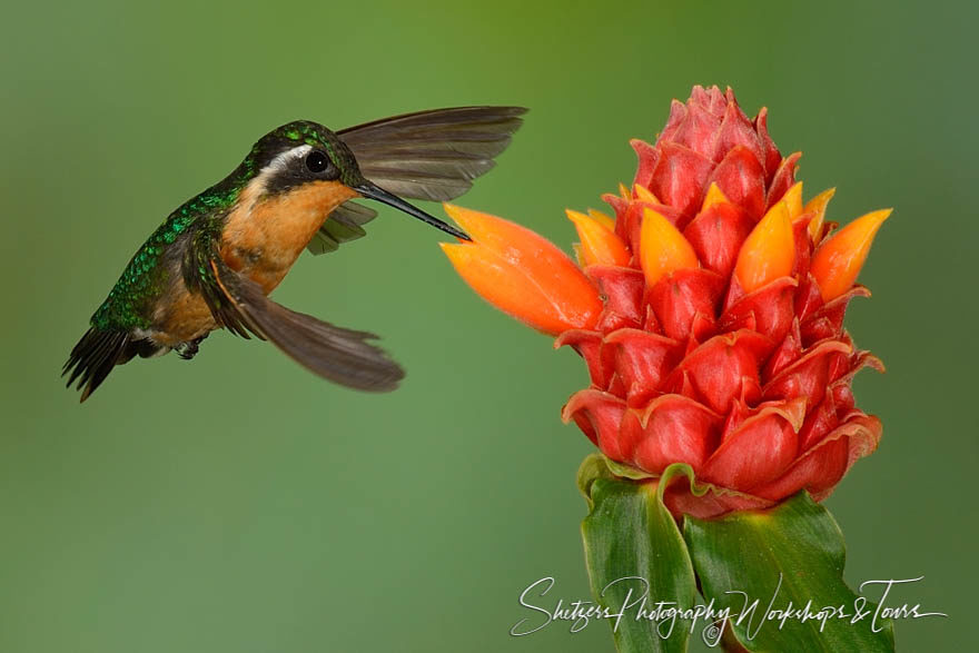 Female purple-throated mountaingem in flight