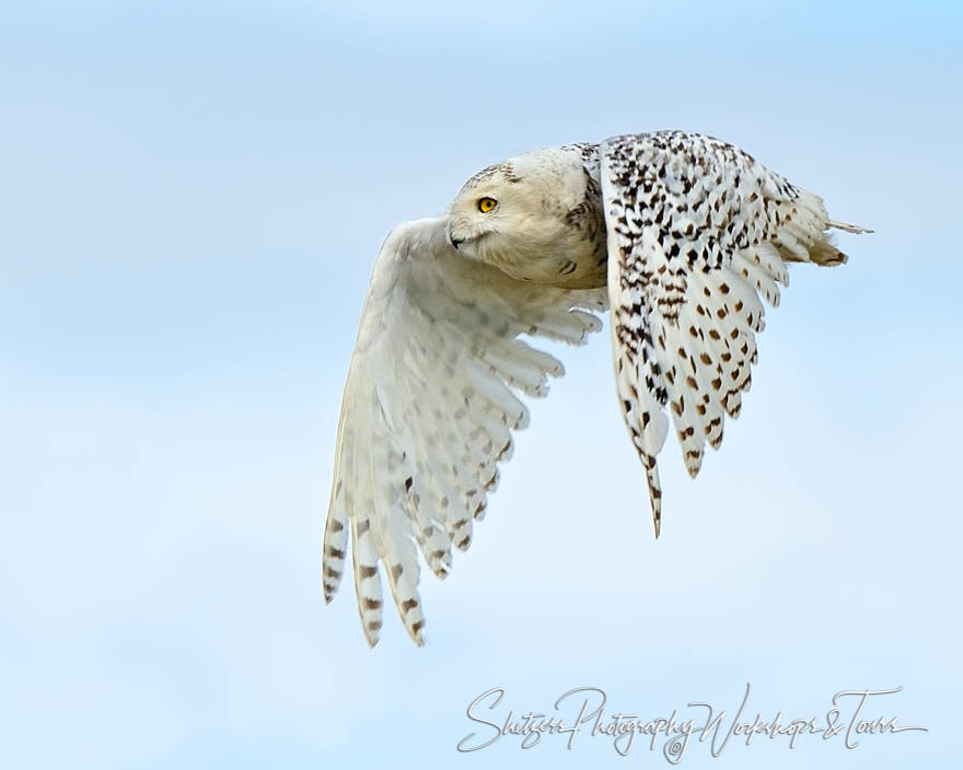 Female snowy owl flapping her wings