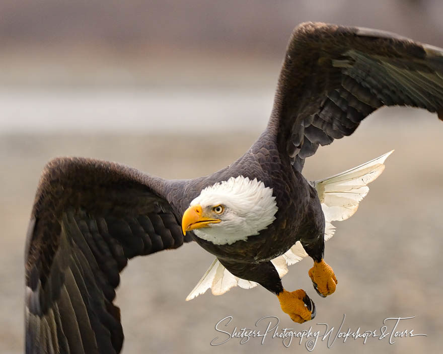 Fierce photo of the American national bird soaring through the a